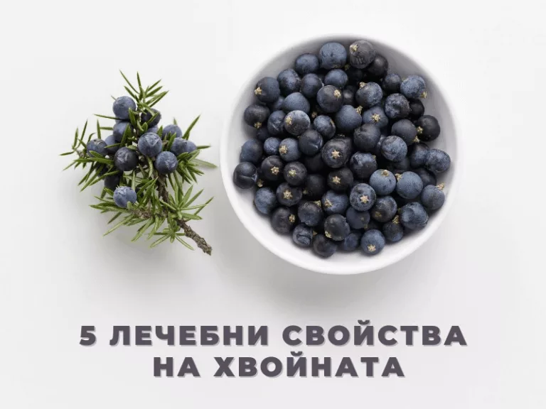 5 Лечебни свойства на етеричното масло от хвойна