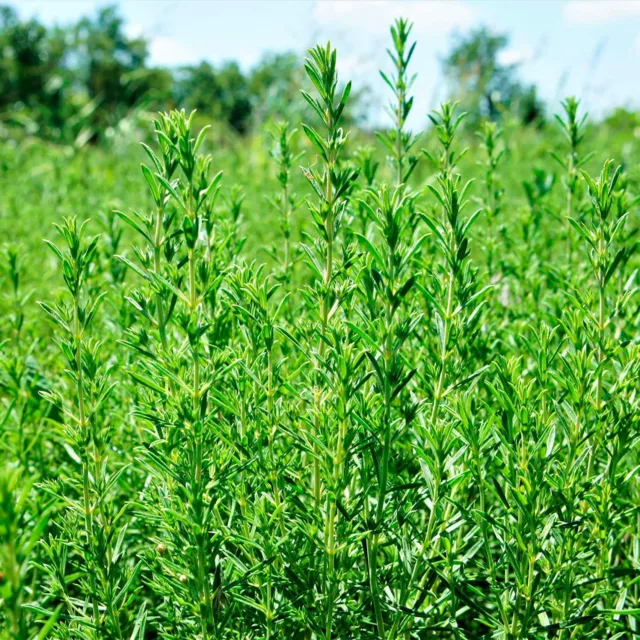 БИО Етерично масло Лимонова чубрица 7