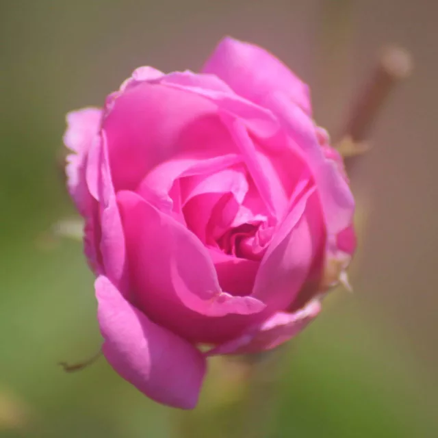 БИО Етерично масло Роза Дамасцена 4