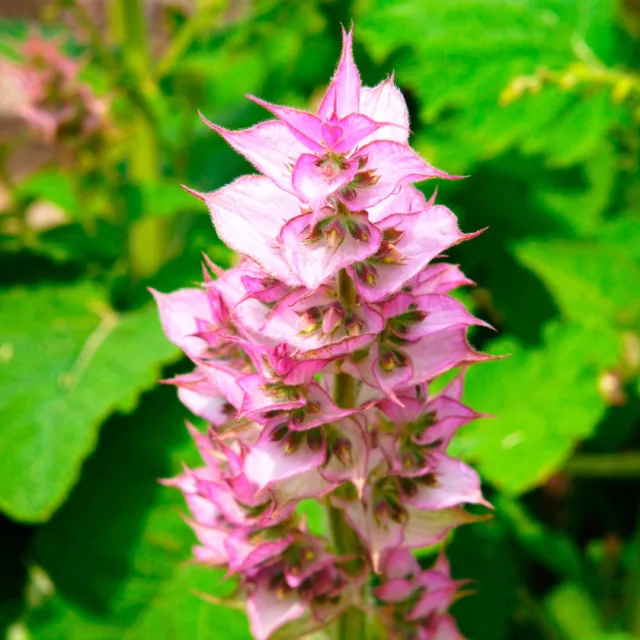 БИО Етерично масло Салвия скларея 12