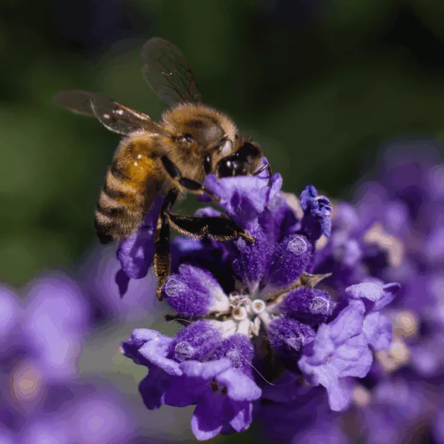 БИО Мед Лавандула 6