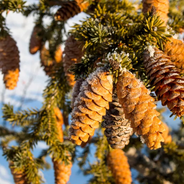 БИО Сет Горска магия 10