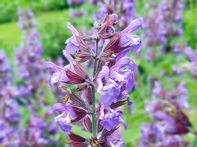 БИО Сет Щастие 12