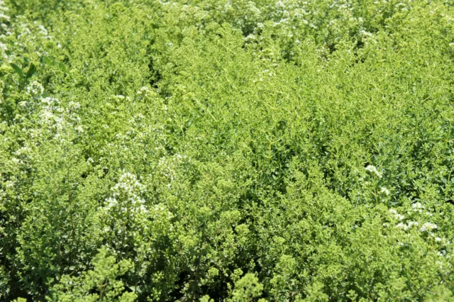 БИО Сет Силен имунитет 8