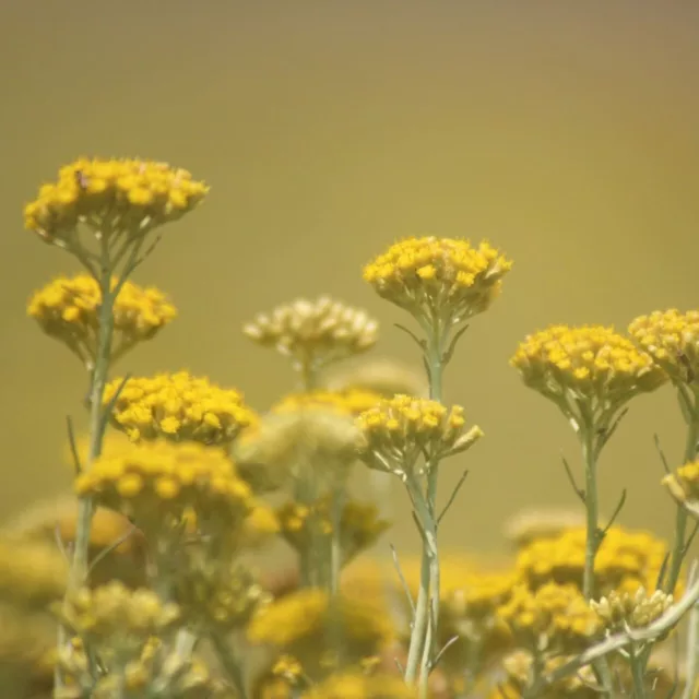 БИО Вода Безсмъртниче 2