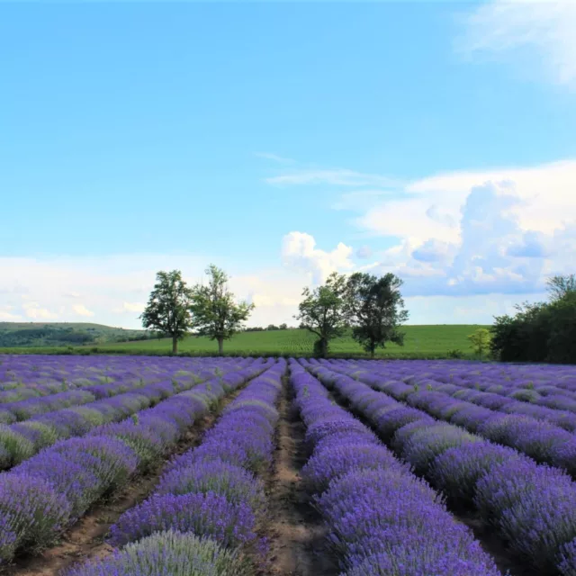 БИО Вода Лавандула 3