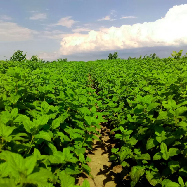 БИО Вода Маточина 8