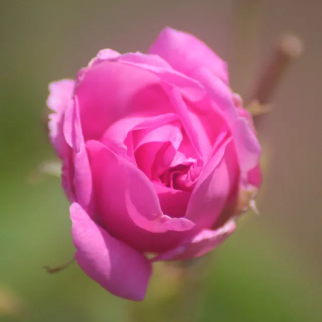 БИО Вода Роза Дамасцена 3