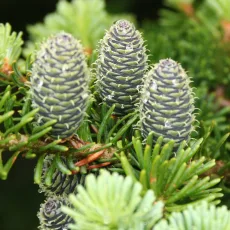 Балсамова ела растение