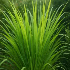 Джинджифилова трева растение