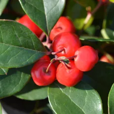 Гаултерия растение