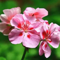 Гераниум бурбон растение