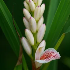 Кардамон растение