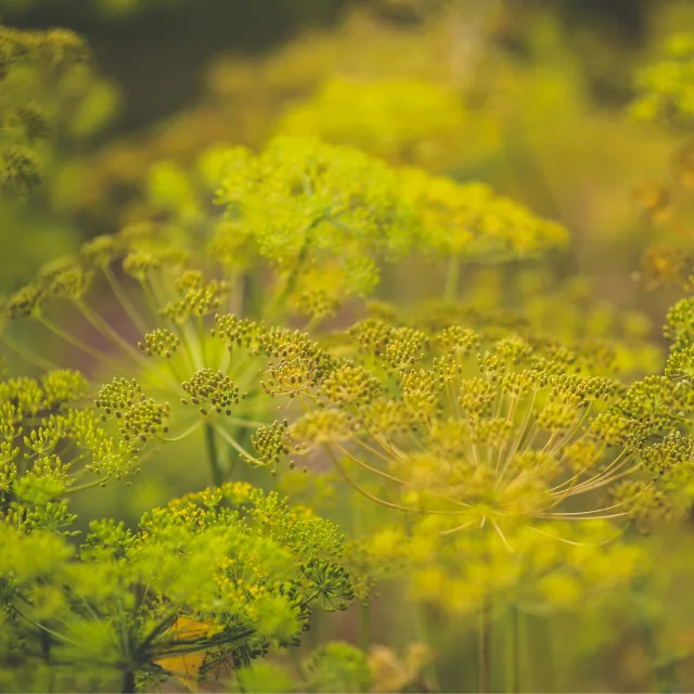 Копър растение