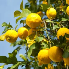 Лимон растение