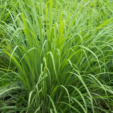 Лимонена трева растение