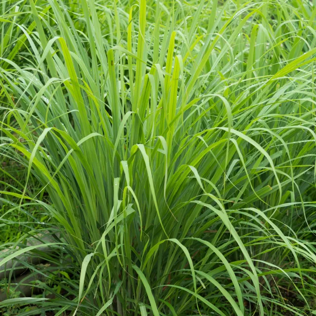 Лимонена трева растение