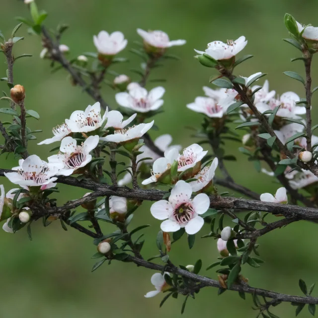 Манука растение