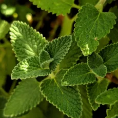 Мента пиперита растение