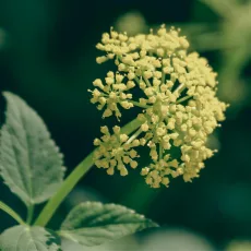 Семе от целина растение