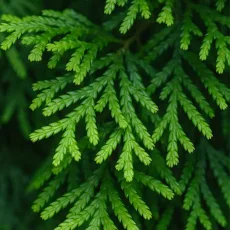 Сиамско дърво растение