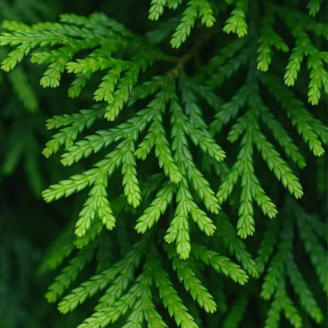 Сиамско дърво растение