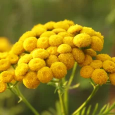 Синя Вратига растение