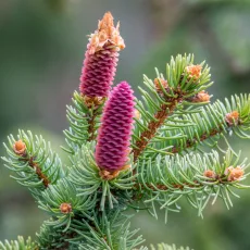 Смърч растение