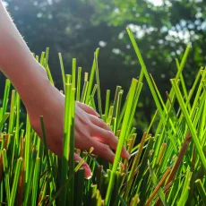 Ветивер Растение