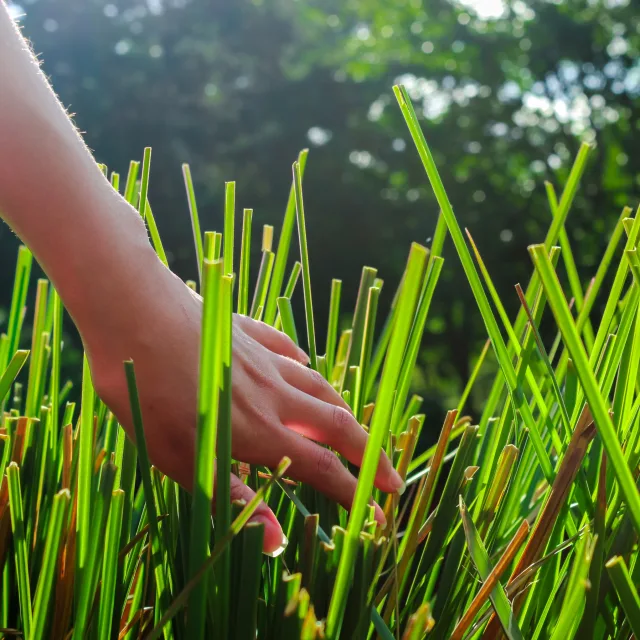 Ветивер Растение