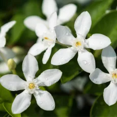 Жасмин растение