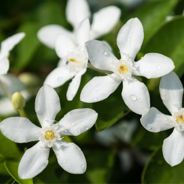 Жасмин растение